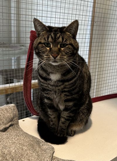 Lady Veronica Bridgerton Of Mayfair  