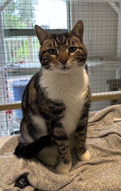 Lord Archibald Bridgerton Of Mayfair