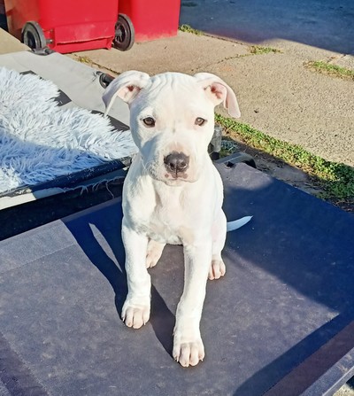 Lottie - Medium Cross Breed