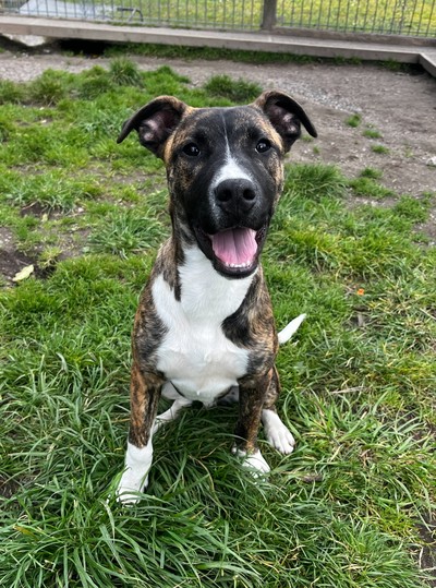 Tim Tam - Large Cross Breed