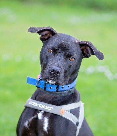 Barra - American Staffy