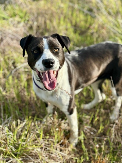 August - Medium Cross Breed