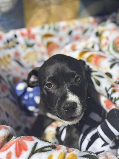 Juno - Medium Cross Breed