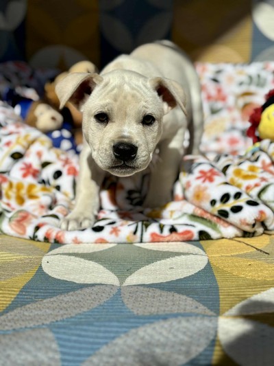 Archie - Medium Cross Breed