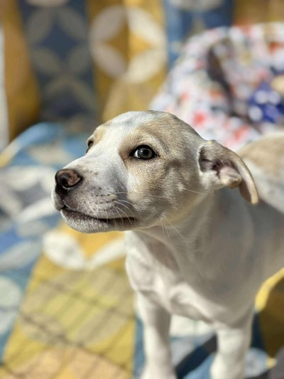 Onix - Medium Cross Breed