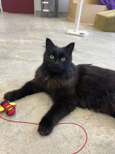 Diva - Domestic Longhair