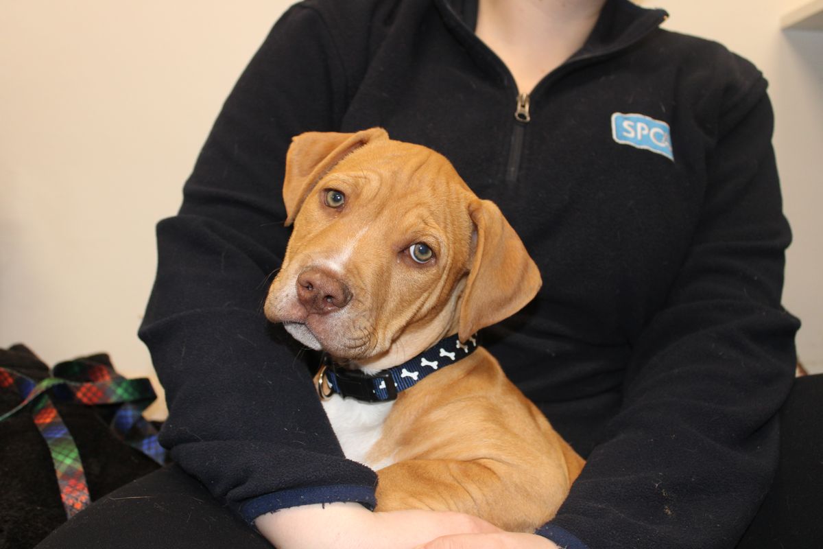 Gallery image: Wilson