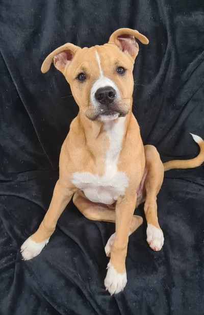 Harry - Medium Cross Breed