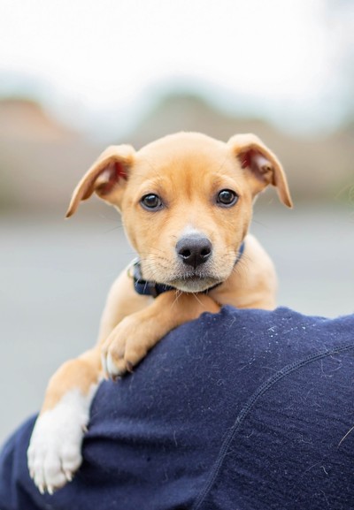 Princeton - Medium Cross Breed