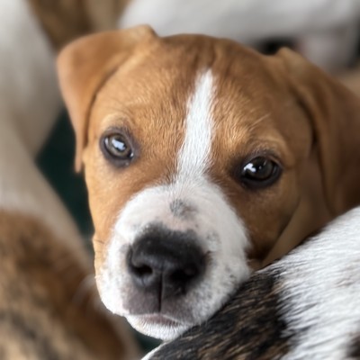 Deja - Medium Cross Breed