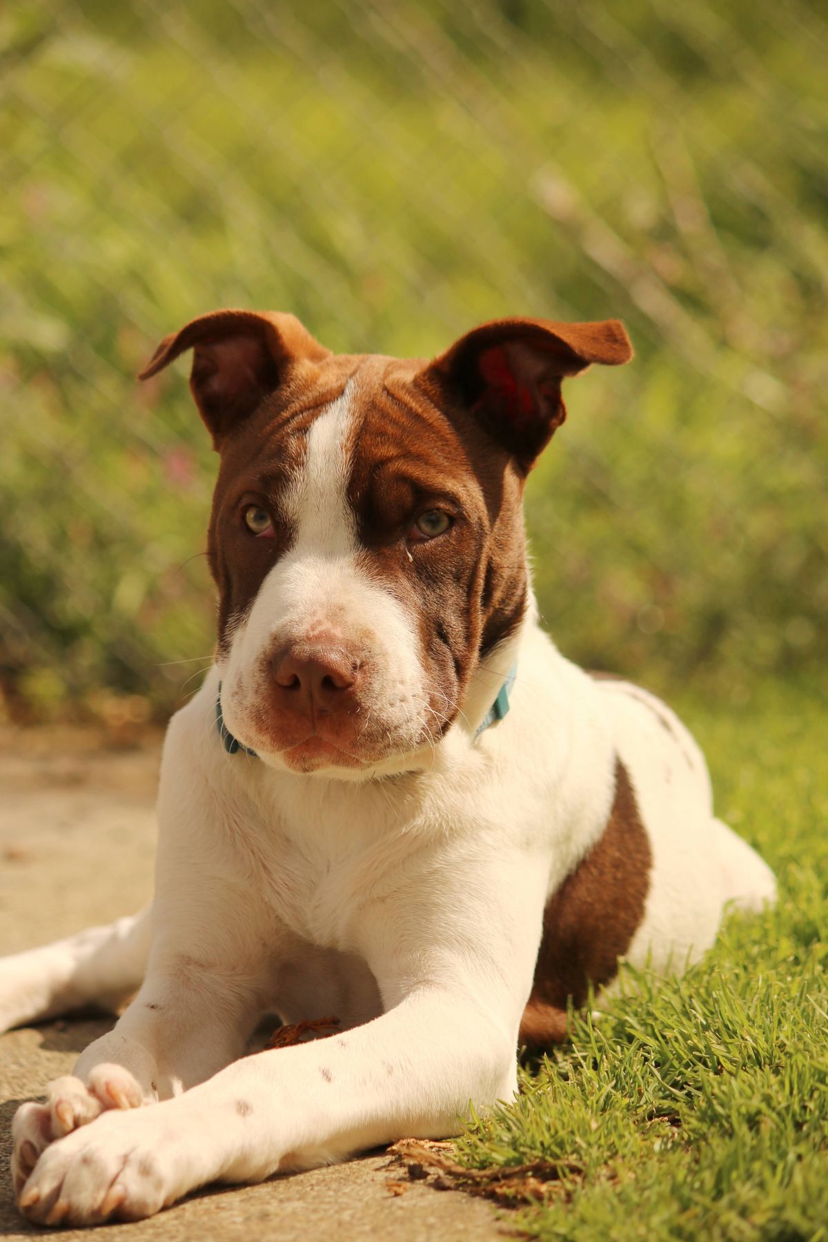 Gallery image: Teddy