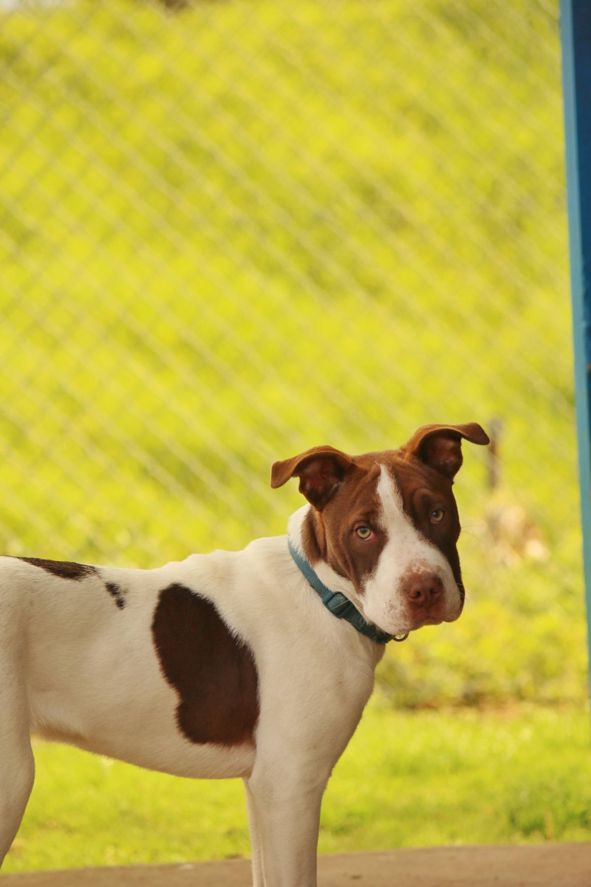 Gallery image: Teddy