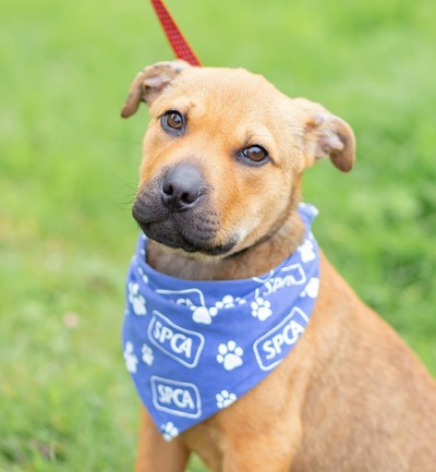 Terry - Medium Cross Breed