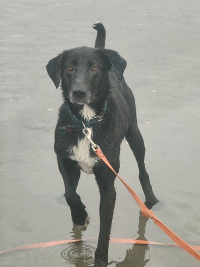 Kotiro - Border Collie