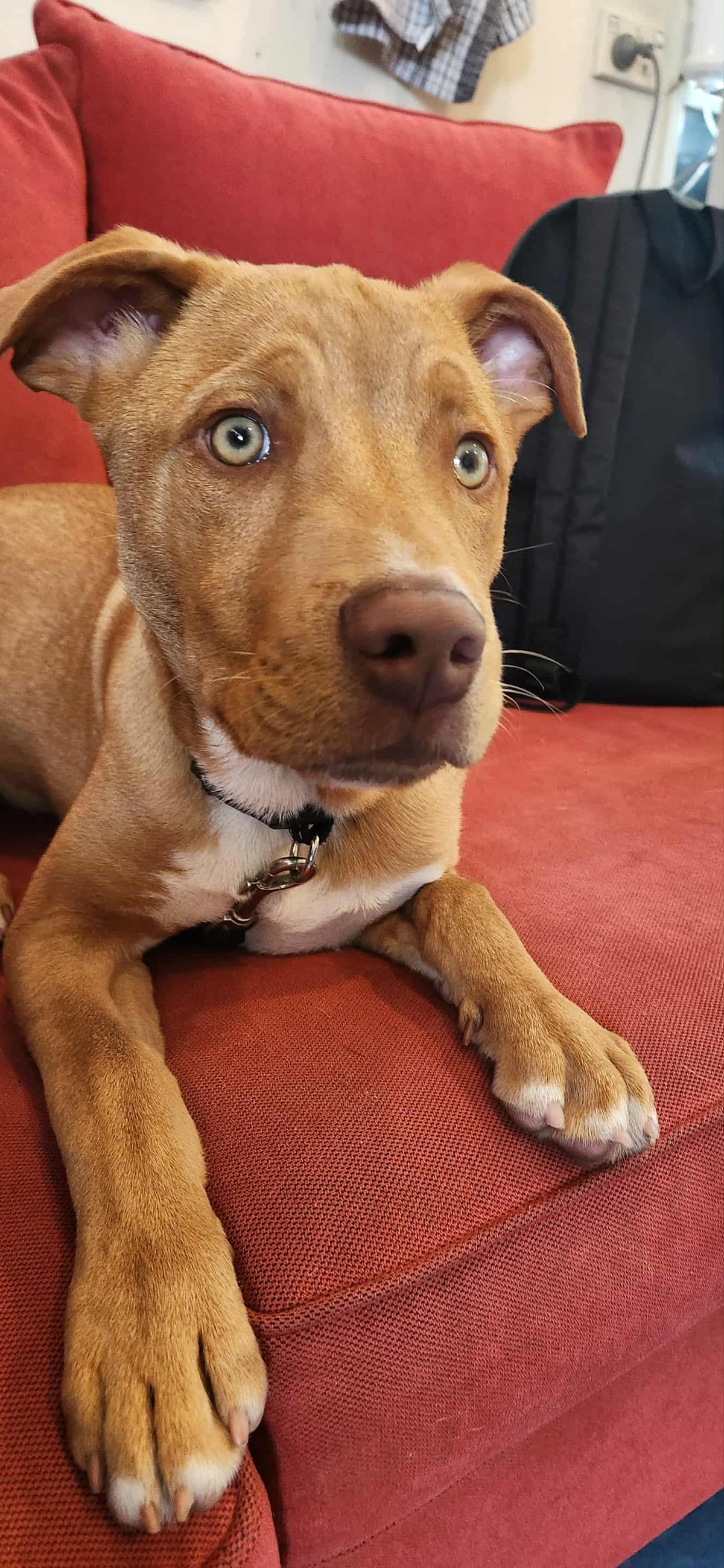 Gallery image: Carey