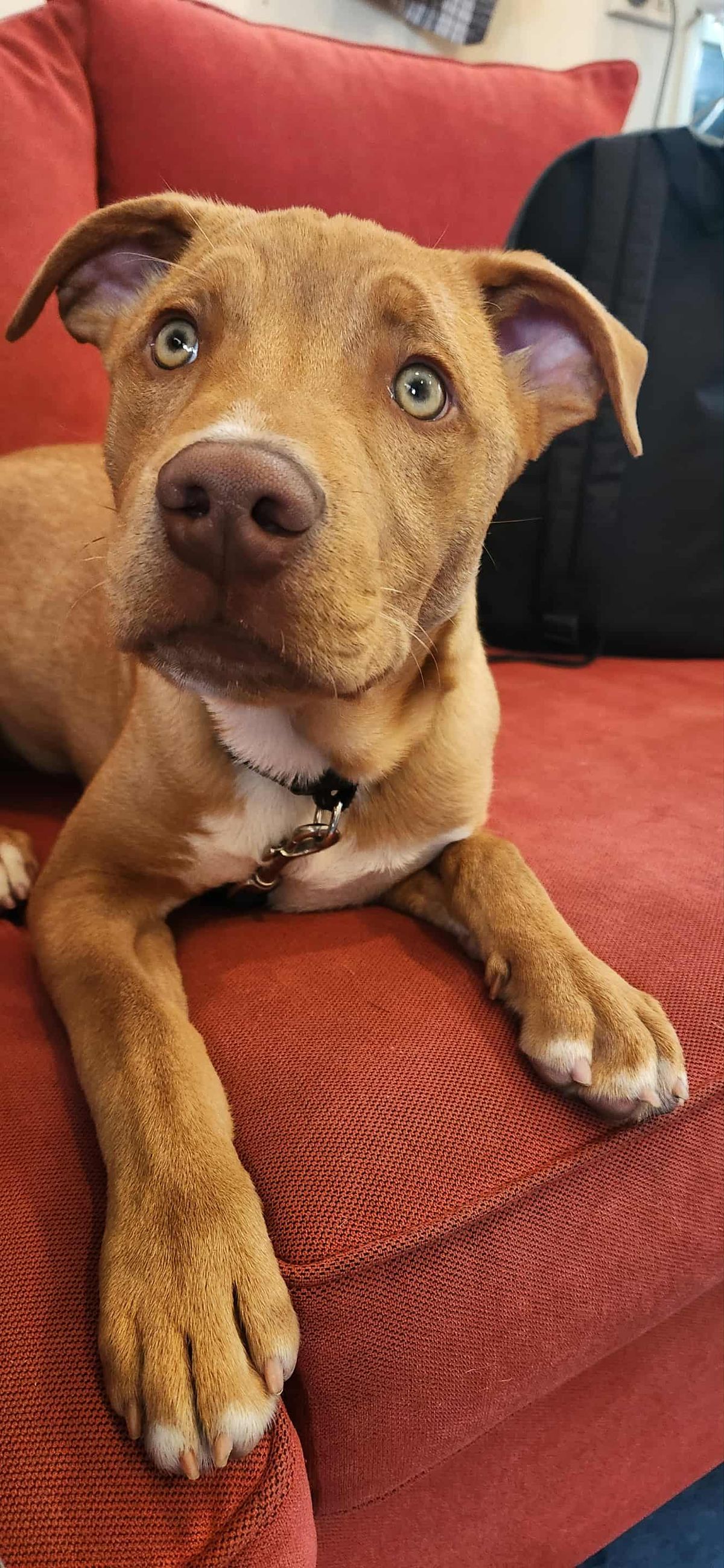 Gallery image: Carey