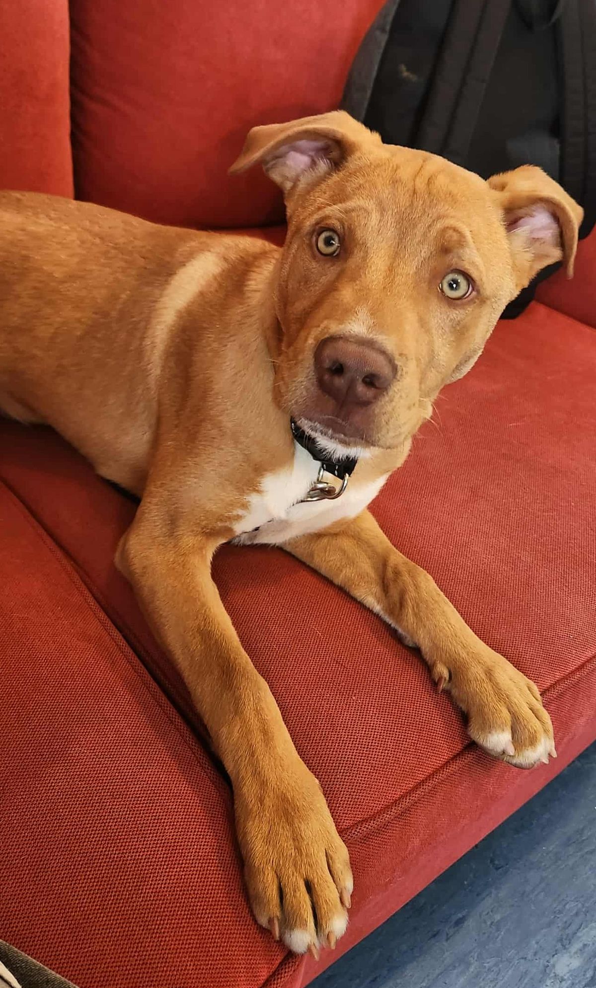 Gallery image: Carey