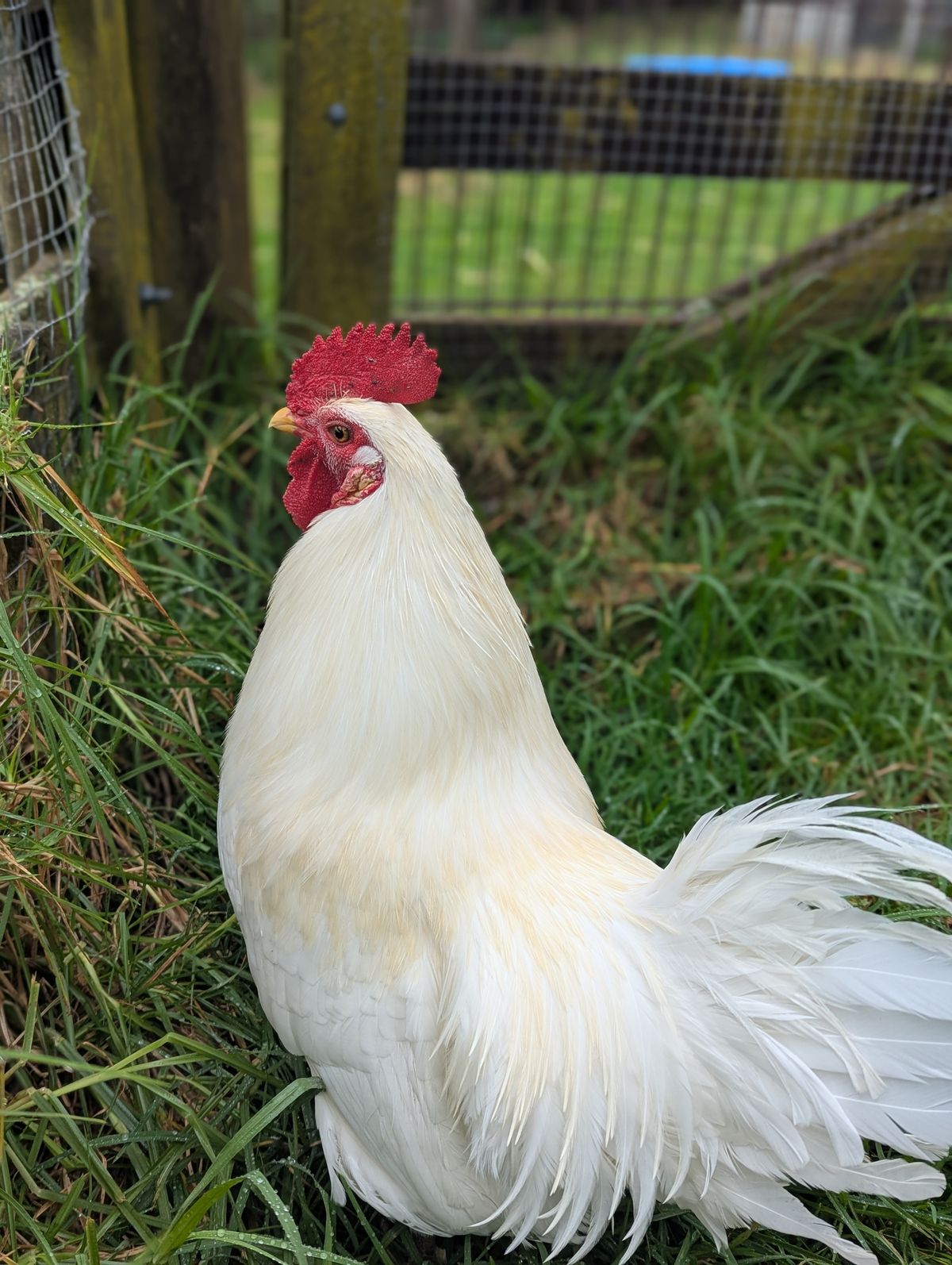 Gallery image: Chuck