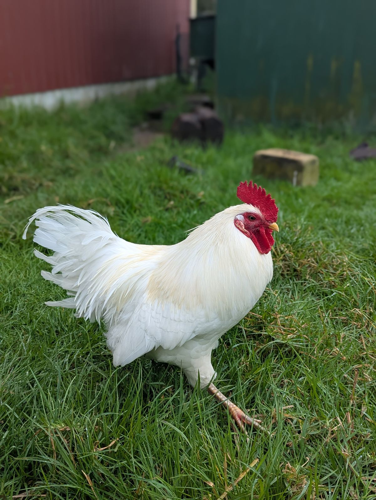 Gallery image: Chuck