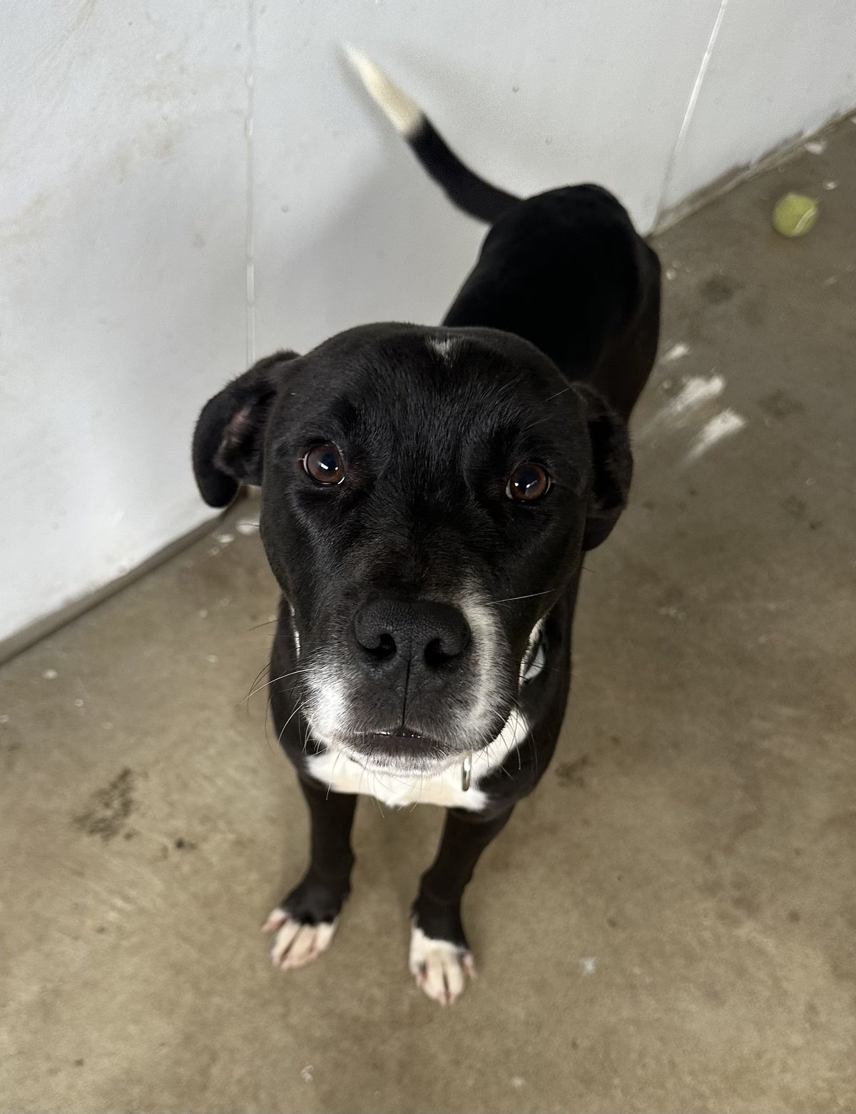 Gallery image: Dougal