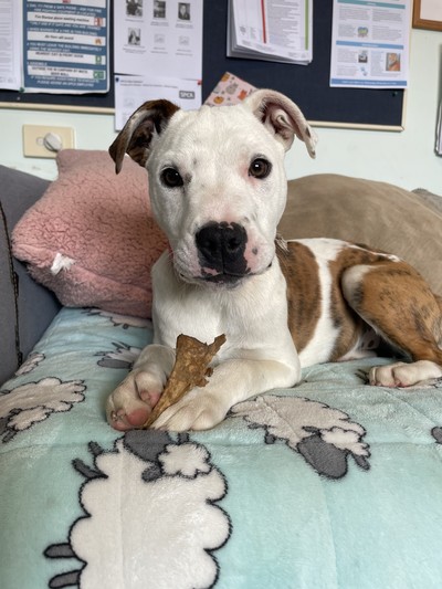 Penny  - Medium Cross Breed