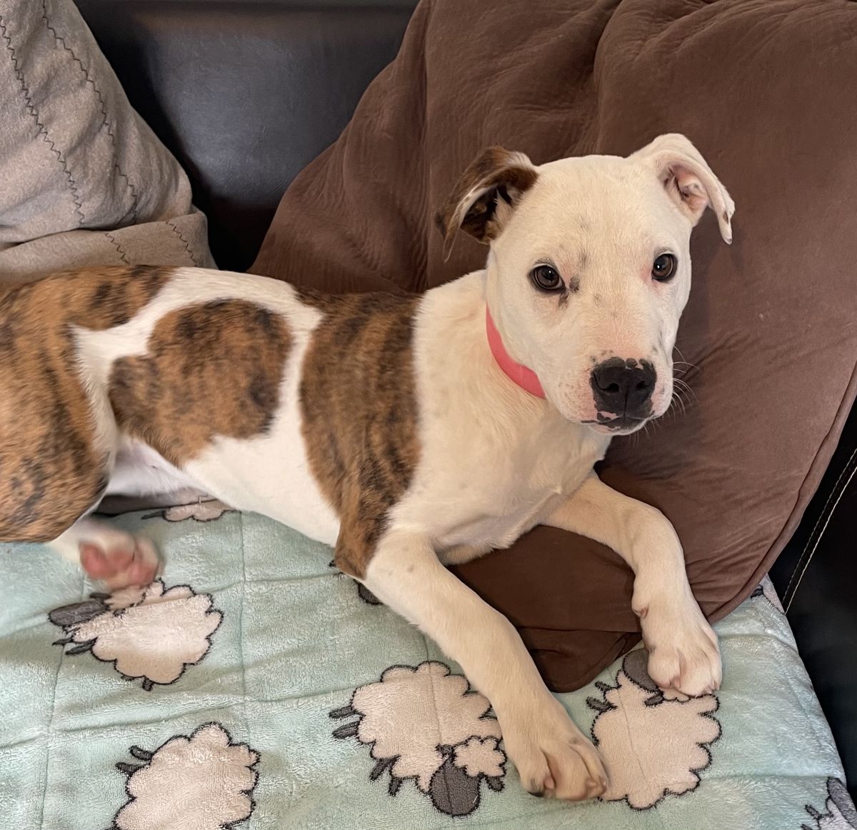 Gallery image: Penny 