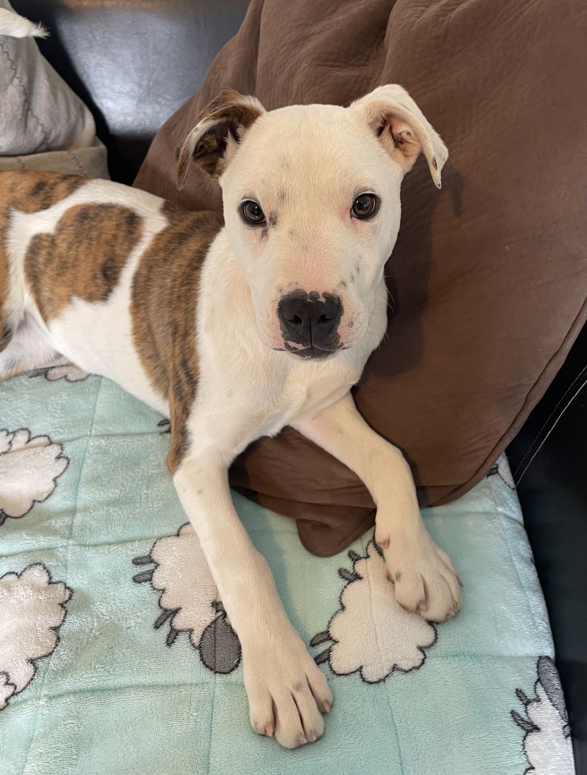 Gallery image: Penny 