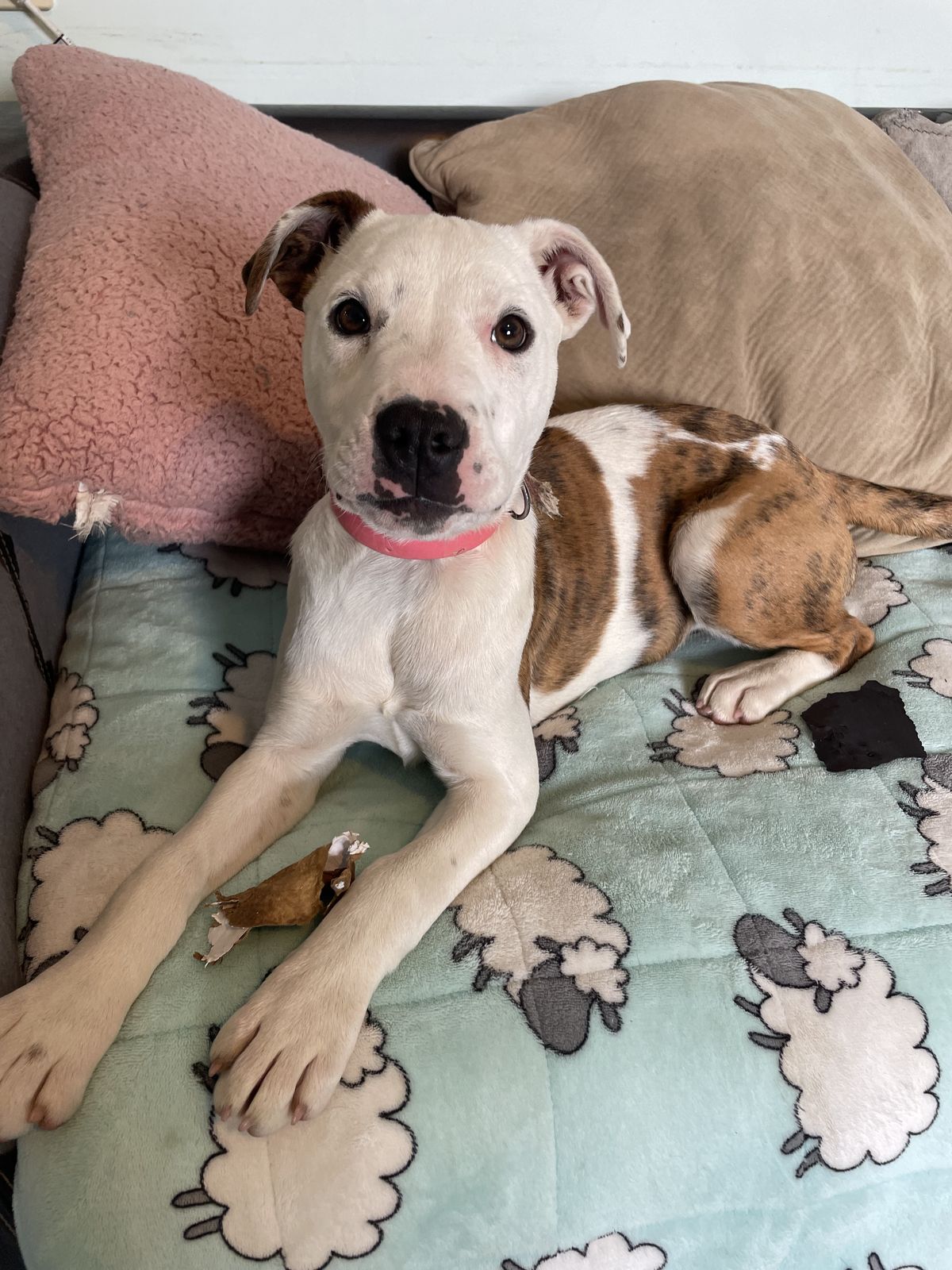 Gallery image: Penny 