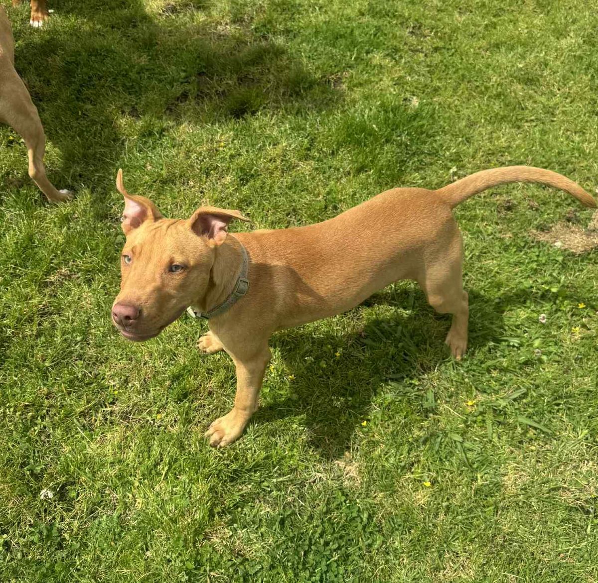 Gallery image: Dodge