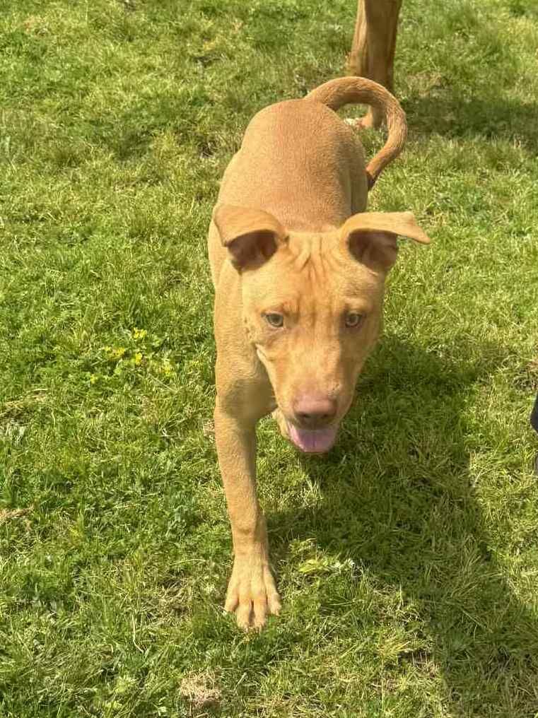 Gallery image: Dodge