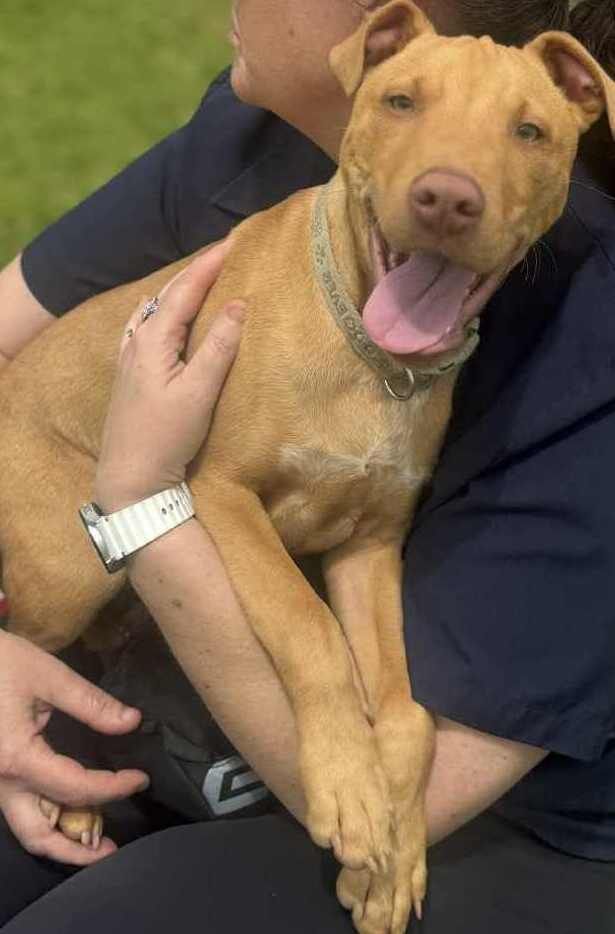 Gallery image: Dodge