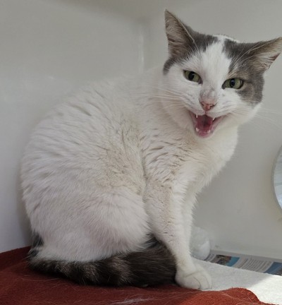 Tui - Domestic Short Hair