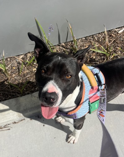 Stori - Medium Cross Breed