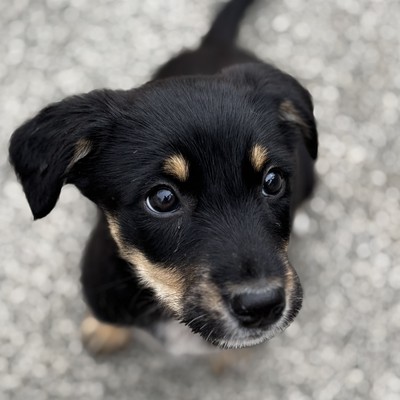 Kitty - Medium Cross Breed