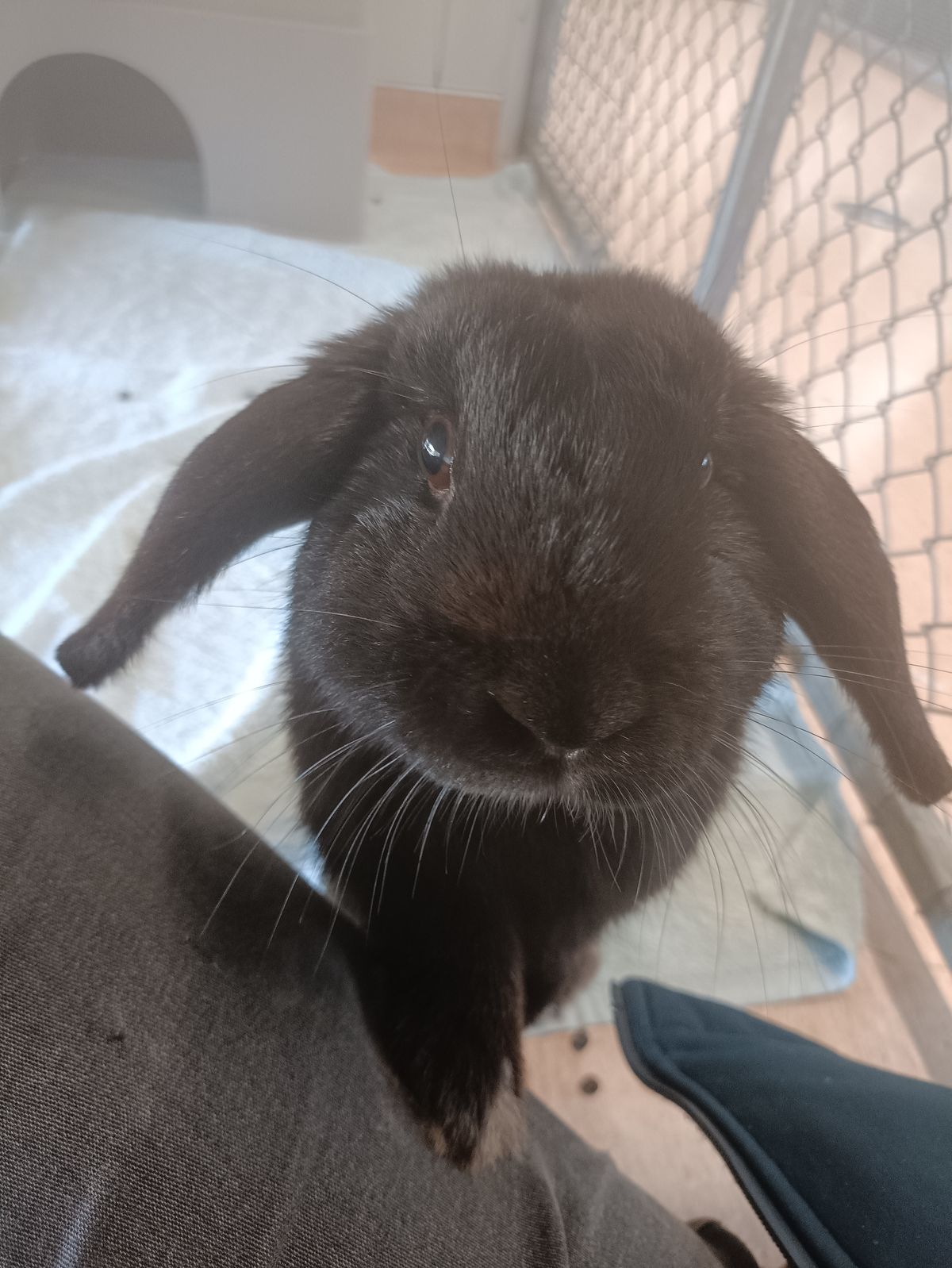 Gallery image: Randy