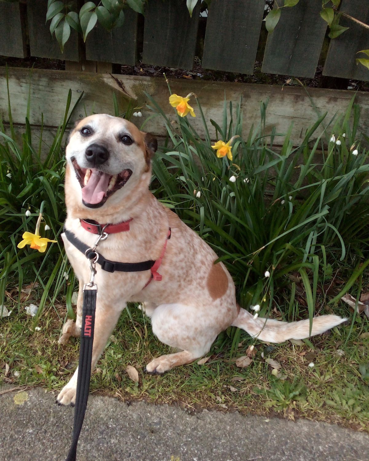 Gallery image: Mochi