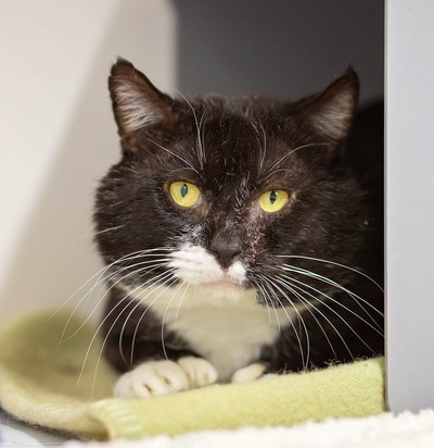 Attrill - Domestic Short Hair