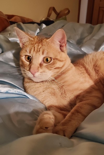 Mittens - Domestic Short Hair