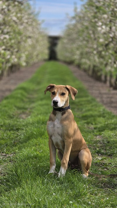 Lucky - Medium Cross Breed