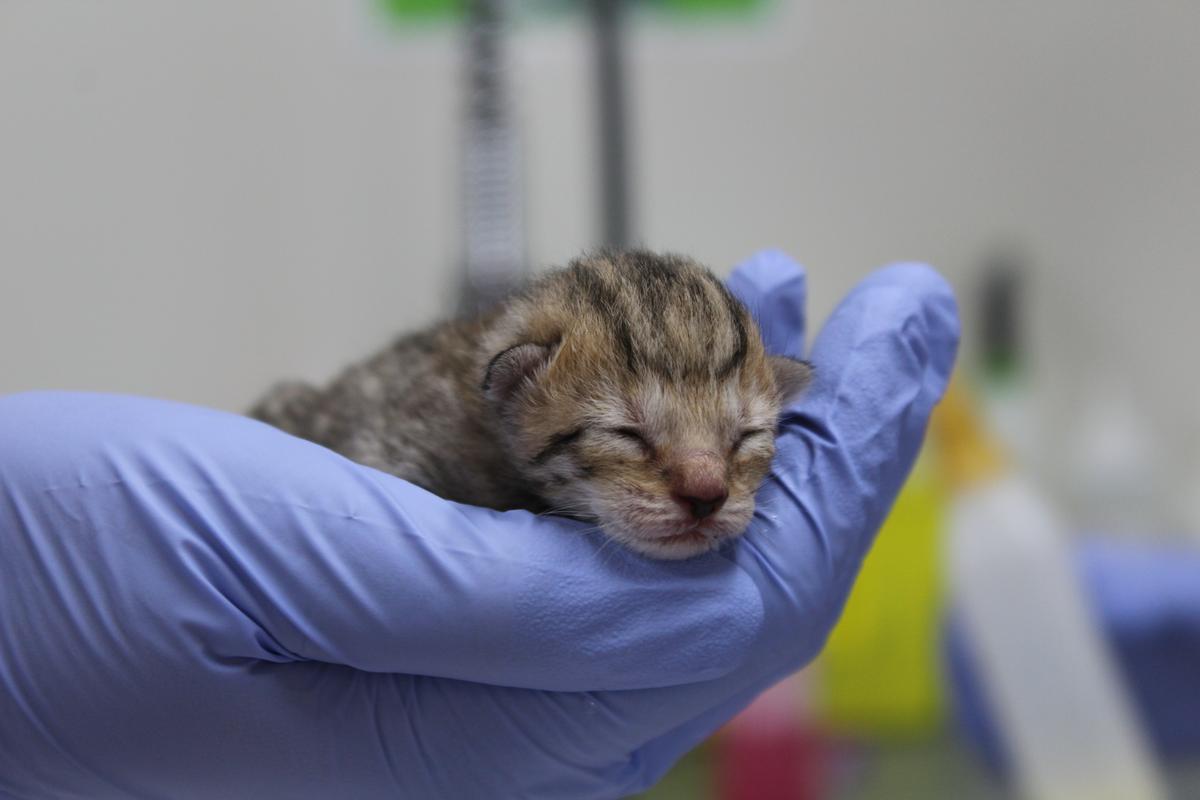 Feilding Vet Partnership - Totally Vets