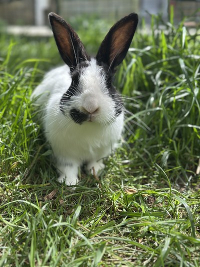 Bobby - Flemish Giant