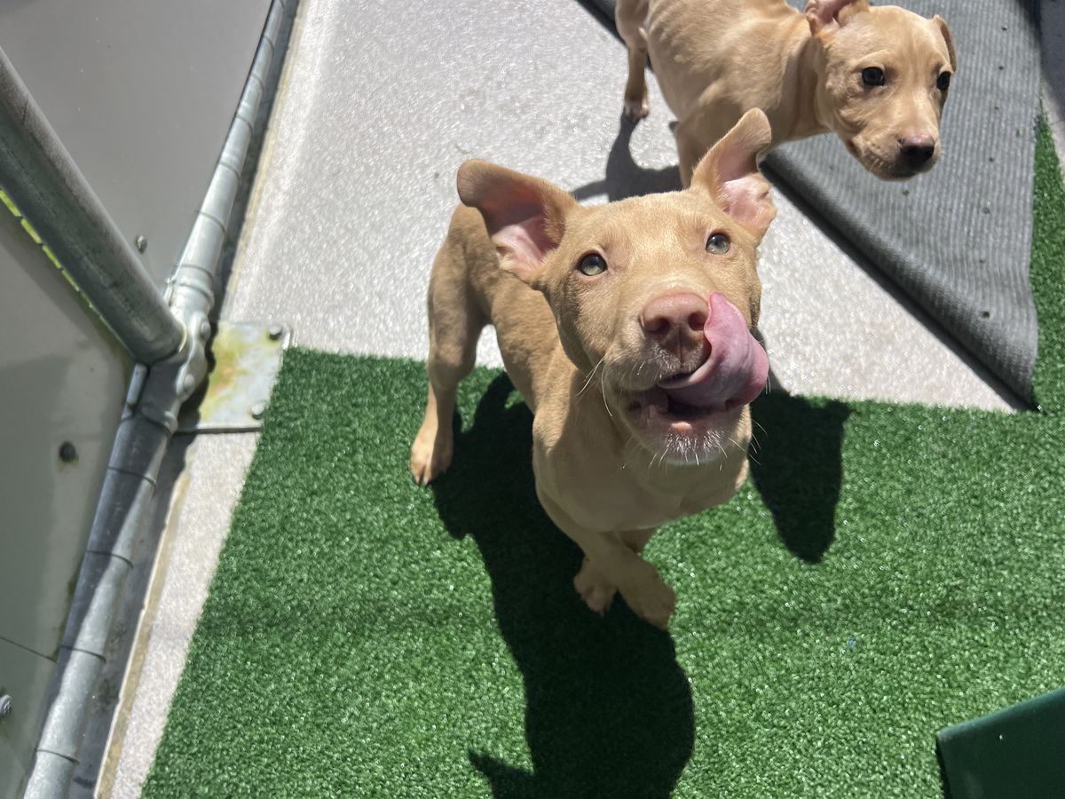 Gallery image: Jasper