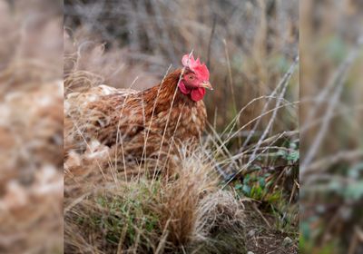 Egg-citing news as Woolworths announces 100% cage-free commitment for on-shelf whole eggs 