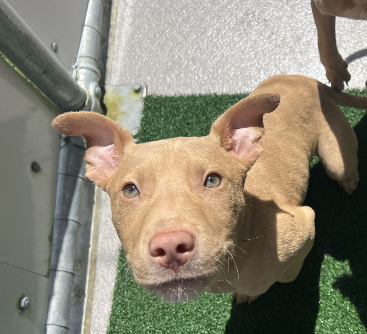 Gallery image: Jasper