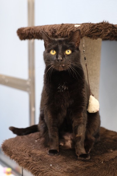 Linc - Domestic Short Hair