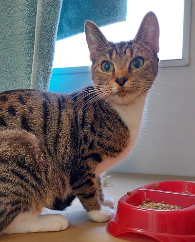 Autumn - Domestic Short Hair