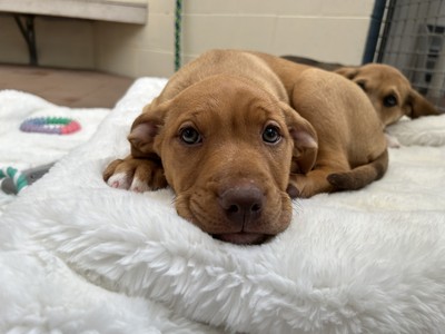 Carol - Medium Cross Breed