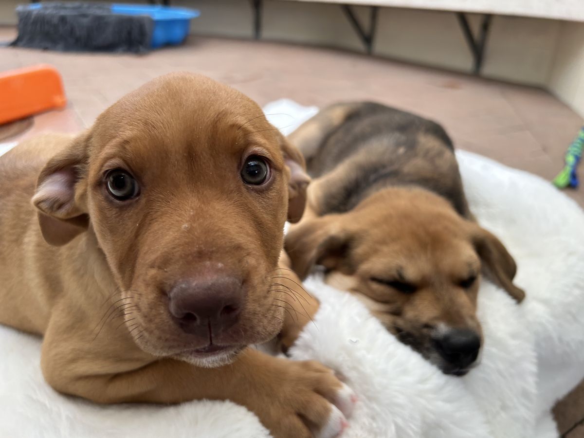 Gallery image: Carol