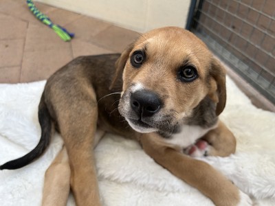 Winnie - Medium Cross Breed