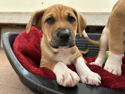 Petunia - Medium Cross Breed